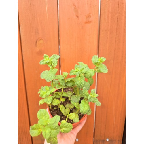 Разсад Джоджен / Mentha spicata