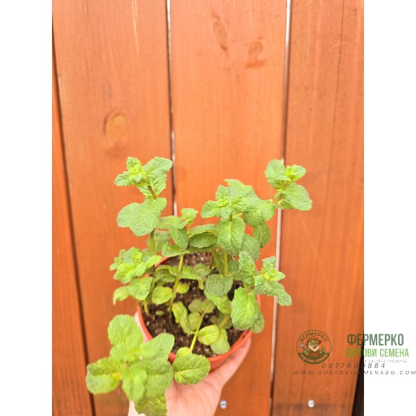 Разсад Джоджен Mentha spicata Разсад Джоджен Mentha spicata
