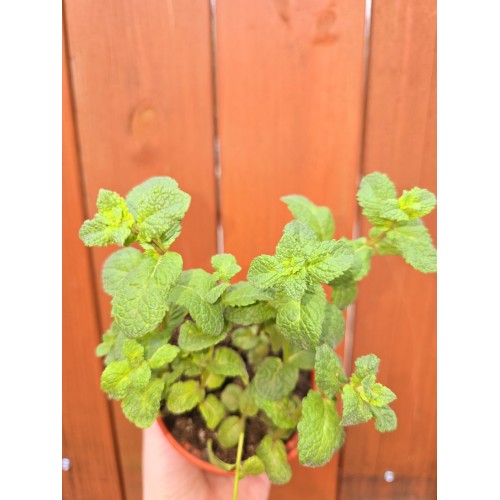 Разсад Джоджен / Mentha spicata
