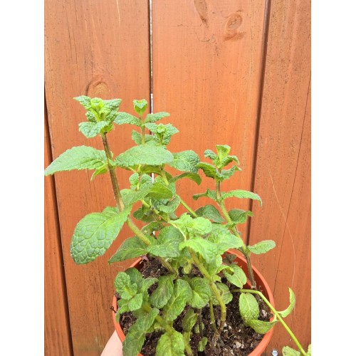 Разсад Джоджен / Mentha spicata