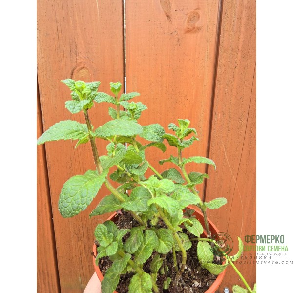 Разсад Джоджен Mentha spicata Разсад Джоджен Mentha spicata