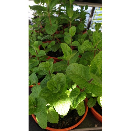 Разсад Джоджен / Mentha spicata