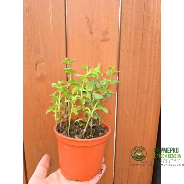 Разсад Джоджен Mentha spicata