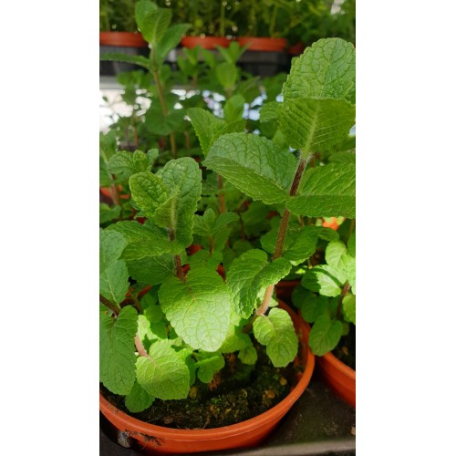 Разсад Джоджен / Mentha spicata