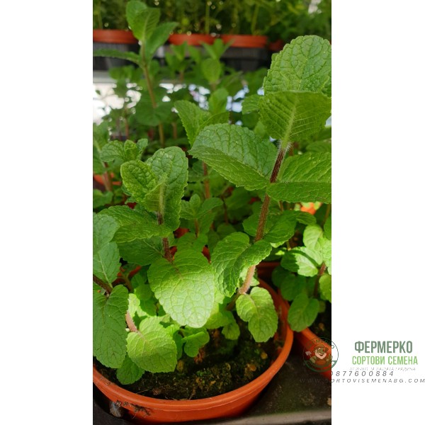 Разсад Джоджен Mentha spicata Разсад Джоджен Mentha spicata