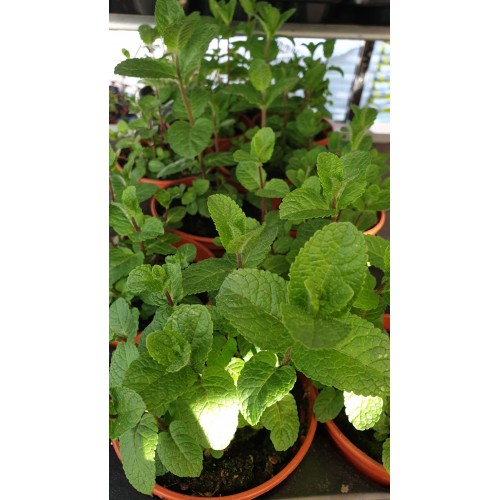 Разсад Джоджен / Mentha spicata