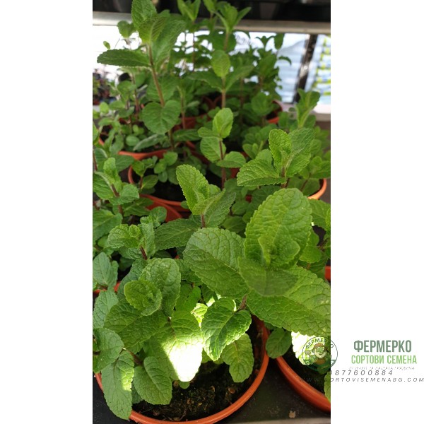 Разсад Джоджен Mentha spicata Разсад Джоджен Mentha spicata