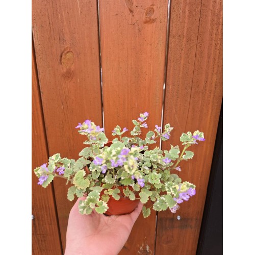 Разсад Глехома Вариегата / Glechoma hederacea Variegata