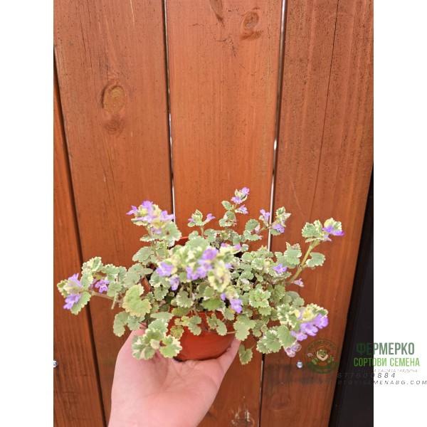 Разсад Глехома Вариегата Glechoma hederacea Variegata