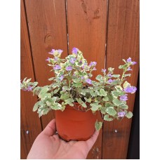Разсад Глехома Вариегата Glechoma hederacea Variegata