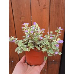 Разсад Глехома Вариегата Glechoma hederacea Variegata