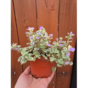 Разсад Глехома Вариегата / Glechoma hederacea Variegata