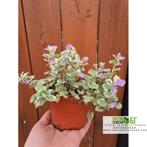 Разсад Глехома Вариегата / Glechoma hederacea Variegata Разсад Глехома Вариегата / Glechoma hederacea Variegata