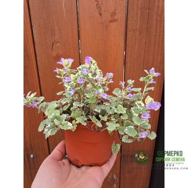 Разсад Глехома Вариегата Glechoma hederacea Variegata