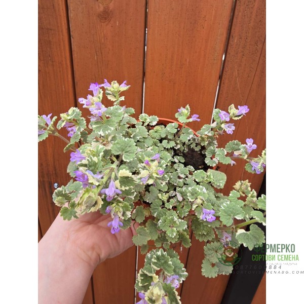 Разсад Глехома Вариегата Glechoma hederacea Variegata
