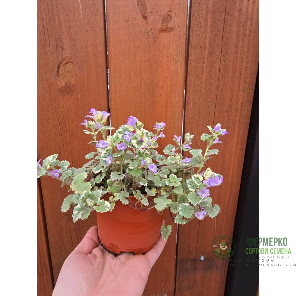 Разсад Глехома Вариегата Glechoma hederacea Variegata