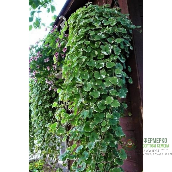 Разсад Глехома Вариегата Glechoma hederacea Variegata