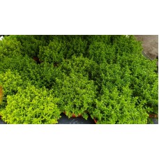 Разсад от Хебе