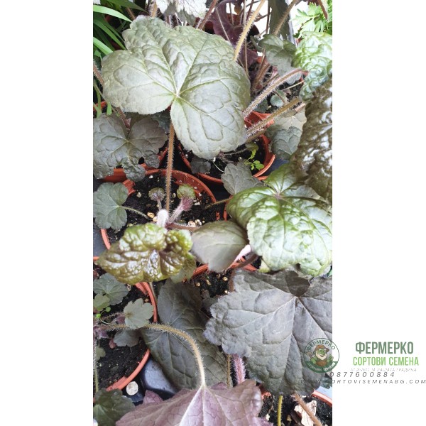 Разсад Хойхера - в саксия 10,5см