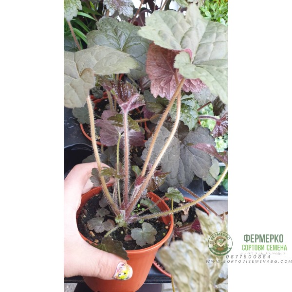 Разсад Хойхера - в саксия 10,5см