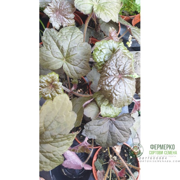 Разсад Хойхера - в саксия 10,5см