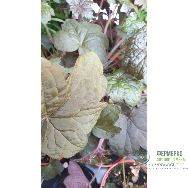 Разсад Хойхера - в саксия 10,5см