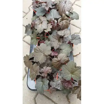 Разсад Хойхера - в саксия 10,5см