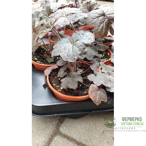 Разсад Хойхера - в саксия 10,5см