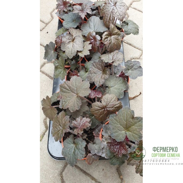 Разсад Хойхера - в саксия 10,5см