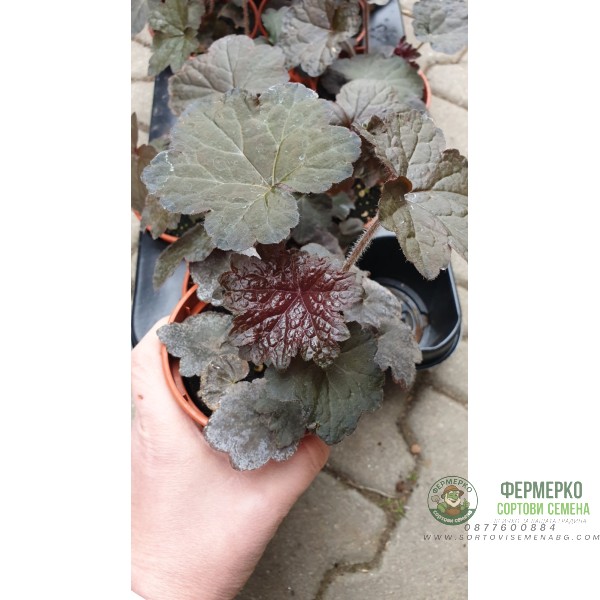 Разсад Хойхера - в саксия 10,5см