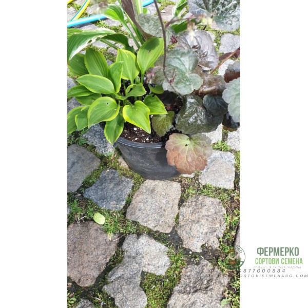 Комплект Разсад - 1 брой Хойхиера и 2 броя Хости