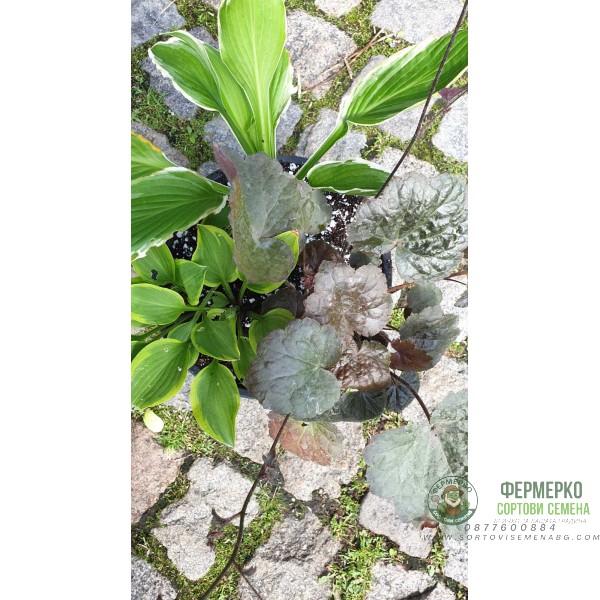 Комплект Разсад - 1 брой Хойхиера и 2 броя Хости