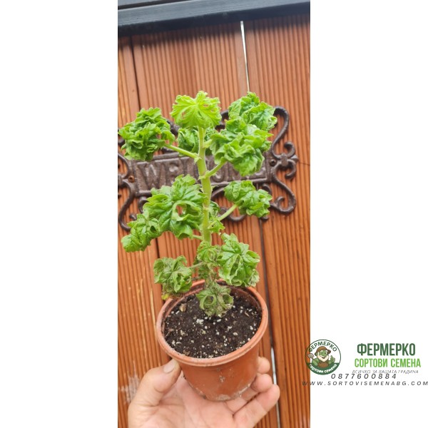 Разсад Индрише къдраво