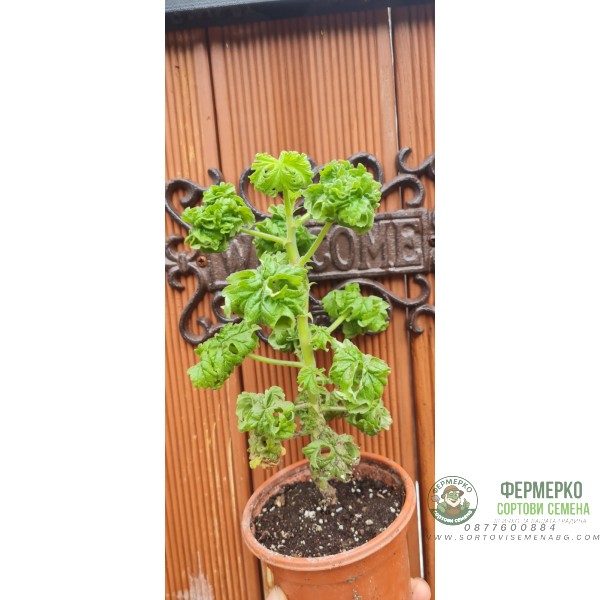 Разсад Индрише къдраво