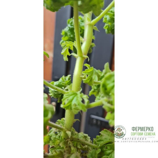 Разсад Индрише къдраво