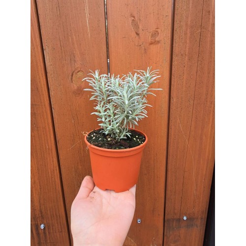 Разсад Къри / Helichrysum italicum