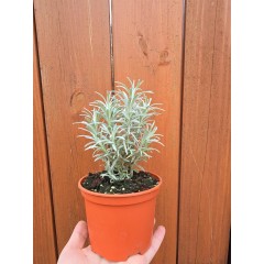 Разсад Къри Helichrysum italicum