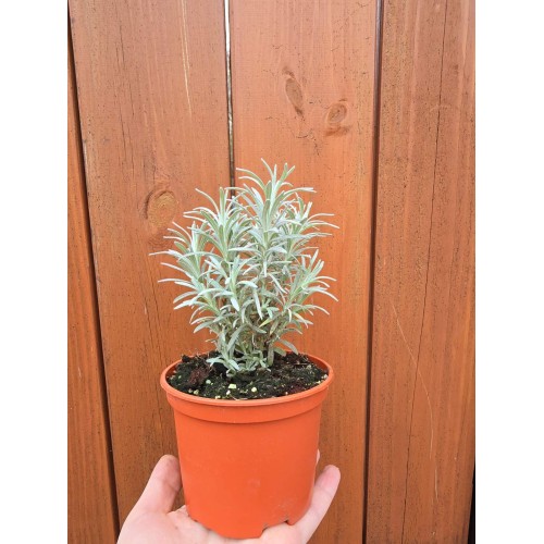 Разсад Къри / Helichrysum italicum
