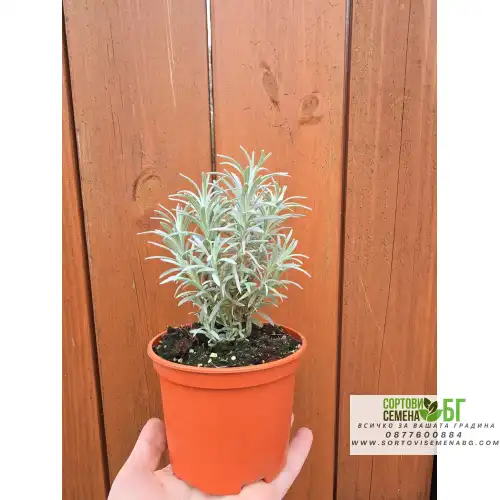 Разсад Къри / Helichrysum italicum