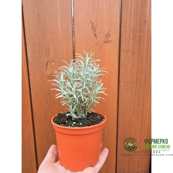 Разсад Къри Helichrysum italicum