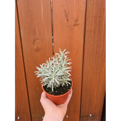 Разсад Къри / Helichrysum italicum