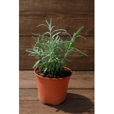 Разсад Лавандула (пред цъфтеж) Lavandula angustifolia Hidcote Blue