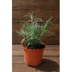 Разсад Лавандула (пред цъфтеж) Lavandula angustifolia Hidcote Blue