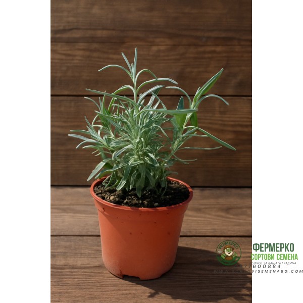 Разсад Лавандула (пред цъфтеж) Lavandula angustifolia Hidcote Blue