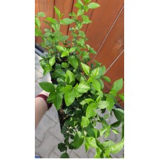 Разсад Лигуструм  Ligustrum vulgare - пакет - 10 броя