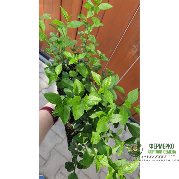 Разсад Лигуструм  Ligustrum vulgare - пакет - 10 броя