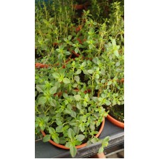 Разсад Лимонена Мащерка Thymus citriodorus