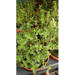 Разсад Лимонена Мащерка Thymus citriodorus