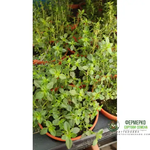 Разсад Лимонена Мащерка / Thymus citriodorus