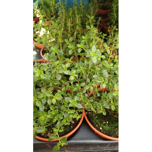 Разсад Лимонена Мащерка / Thymus citriodorus